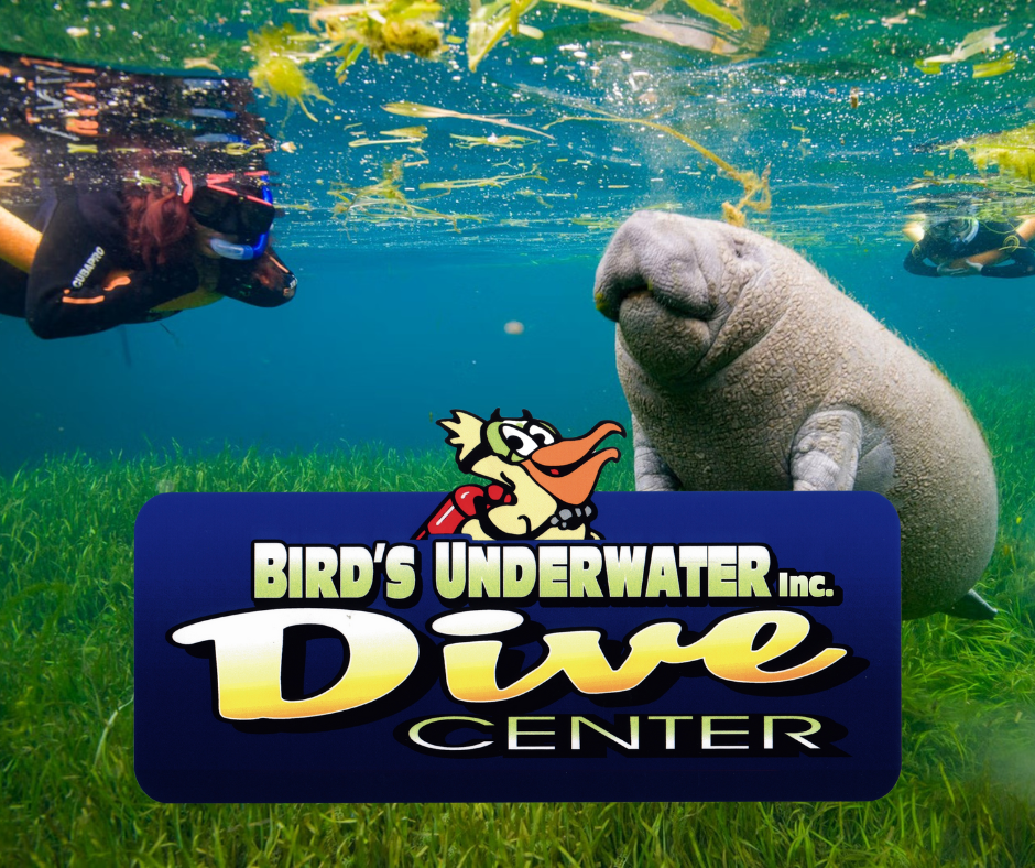 Bird's Underwater Dive Center | Swim with Manatees