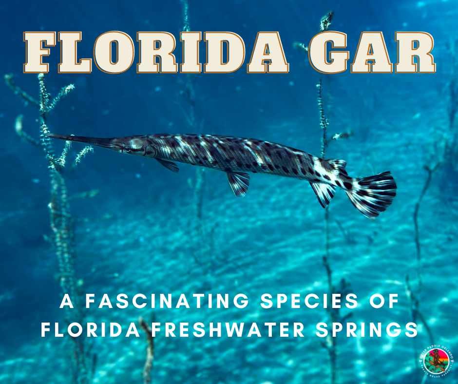The Florida Gar | A Fascinating Species of Florida Freshwater Springs