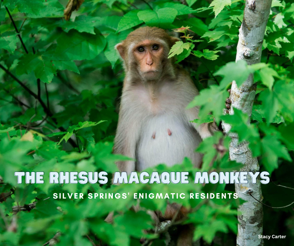 Silver Springs' Enigmatic Residents | The Rhesus Macaque Monkeys
