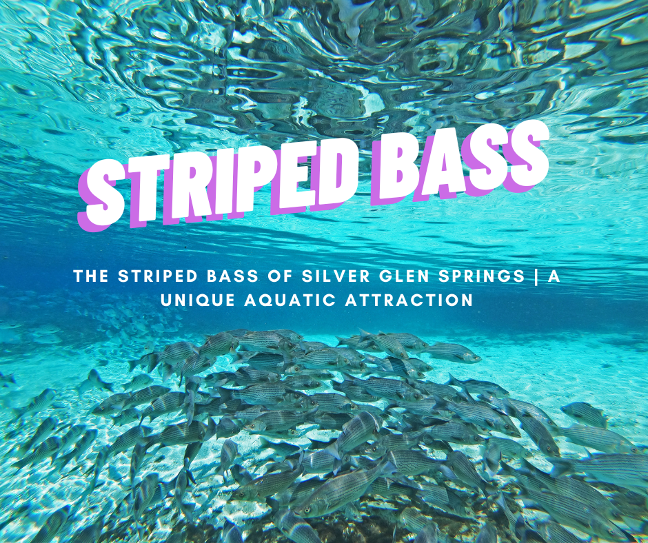 The Striped Bass of Silver Glen Springs | A Unique Aquatic Attraction