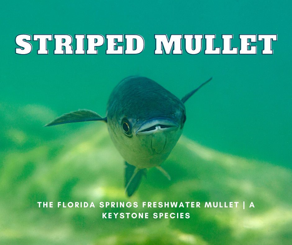 The Florida Springs Striped Mullet | A Keystone Species