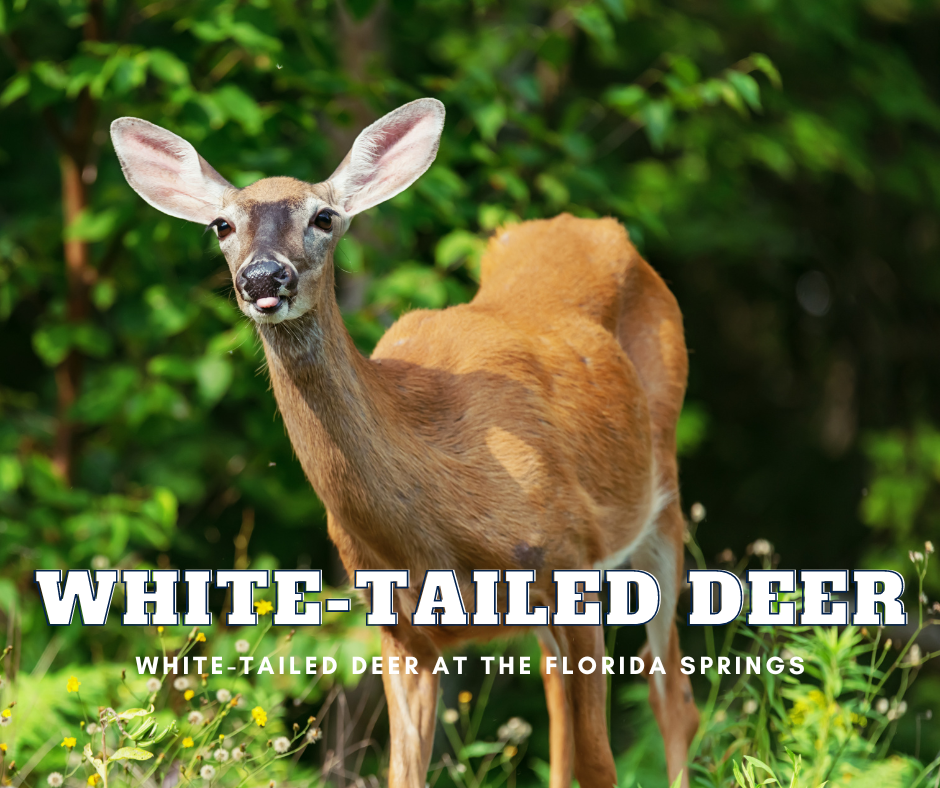 Graceful Visitors: White-Tailed Deer at the Florida Springs