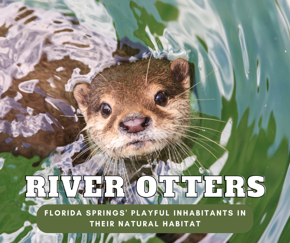 Florida Springs' Playful Inhabitants River Otters in Their Natural H