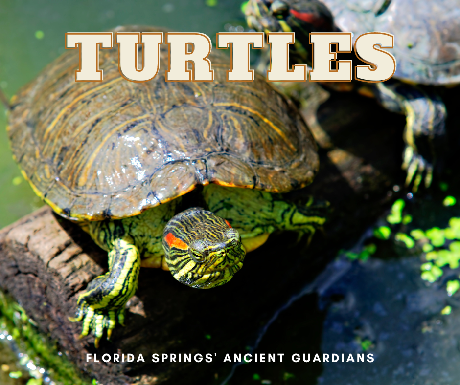 Florida Springs' Ancient Guardians | The Turtles