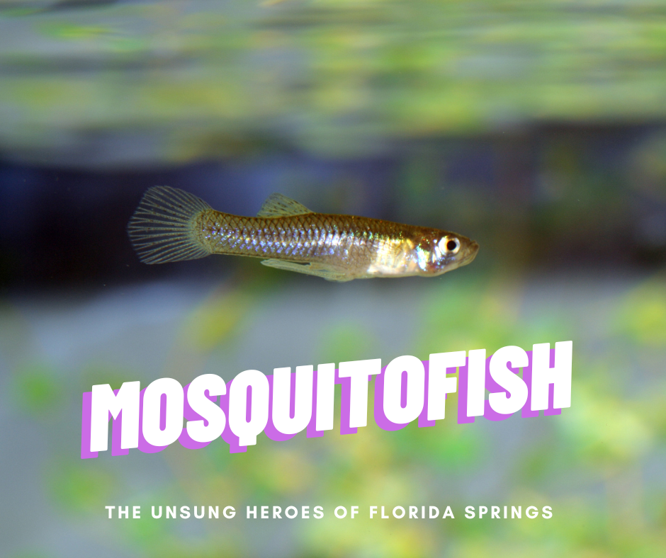 The Unsung Heroes of Florida Springs | The Mosquitofish