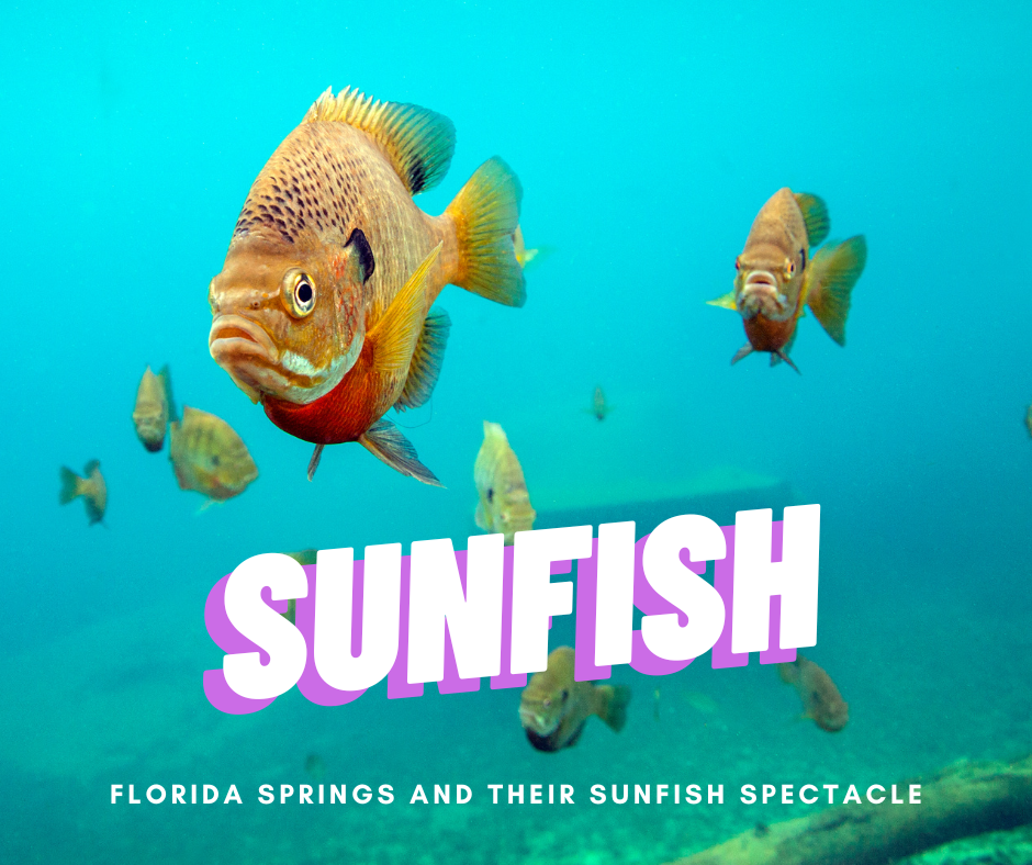 Florida Springs and Their Sunfish Spectacle