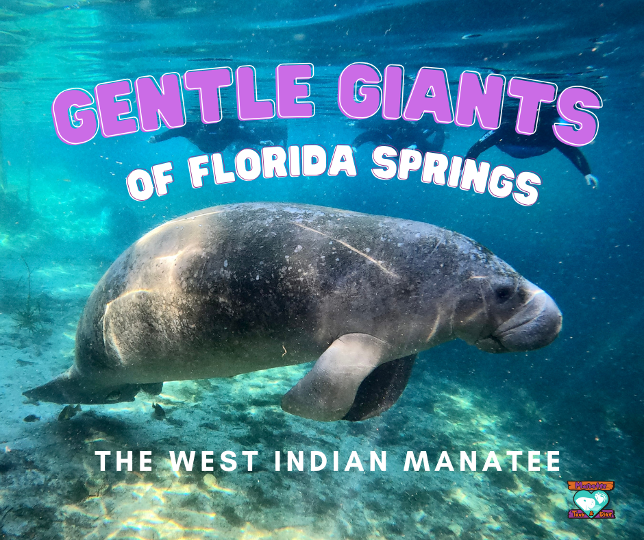 Gentle Giants of Florida Springs | The West Indian Manatee