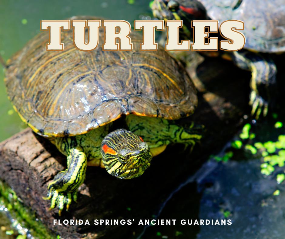 Florida Springs' Ancient Guardians | The Turtles – Florida Springs Passport