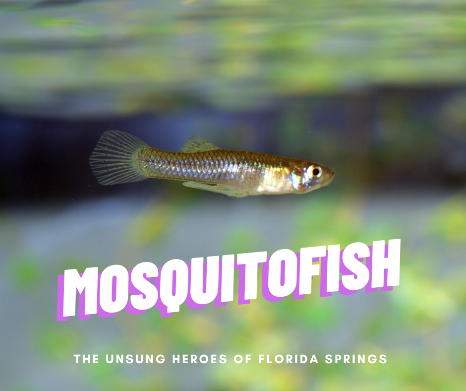 The Unsung Heroes of Florida Springs | The Mosquitofish – Florida ...